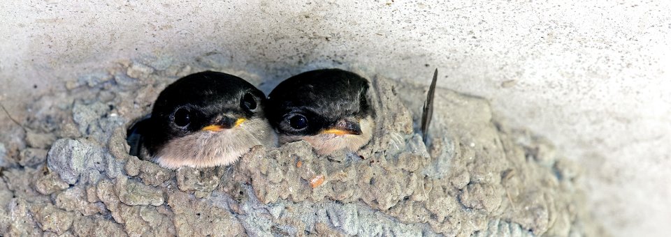 schloss-luetetsburg_mehlschwalbe_header_1920x680