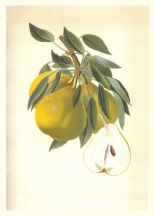 Josephine von Mecheln josephine_von_mecheln_goe_bearbeitet