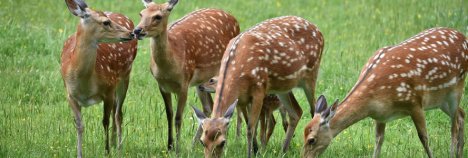 kachel_damwild kachel_damwild