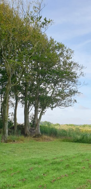 Baum Nr. 182 “Buche”