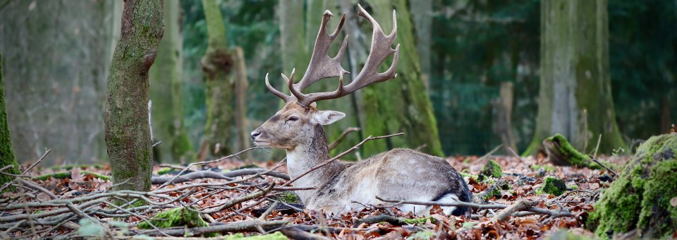 schloss-luetetsburg-klimaspende